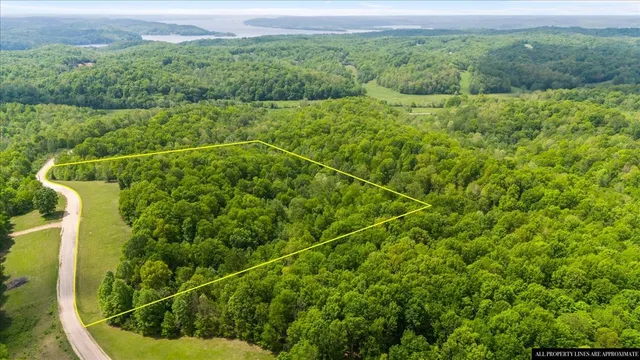 a view of lush green forest