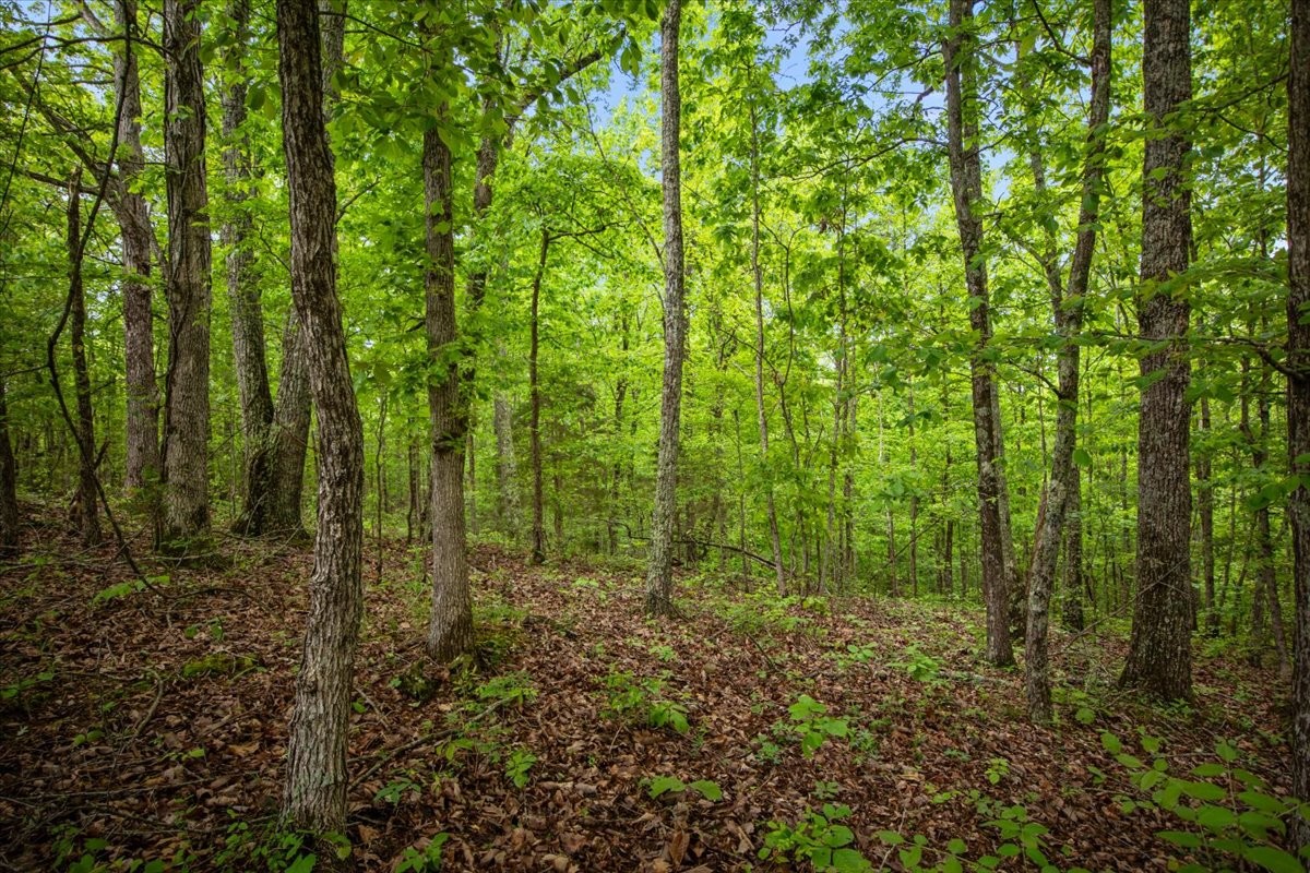 3200 Jack Saunders Road Waverly, TN 37185 - Photo 9 of 38 a view of lush green forest