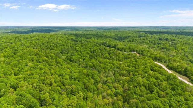 a view of a forest with a tree
