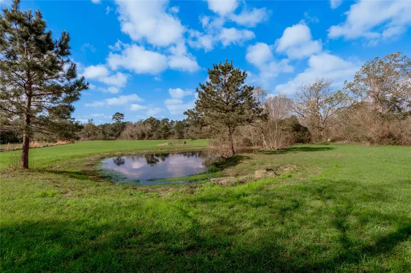 a view of a backyard with large trees