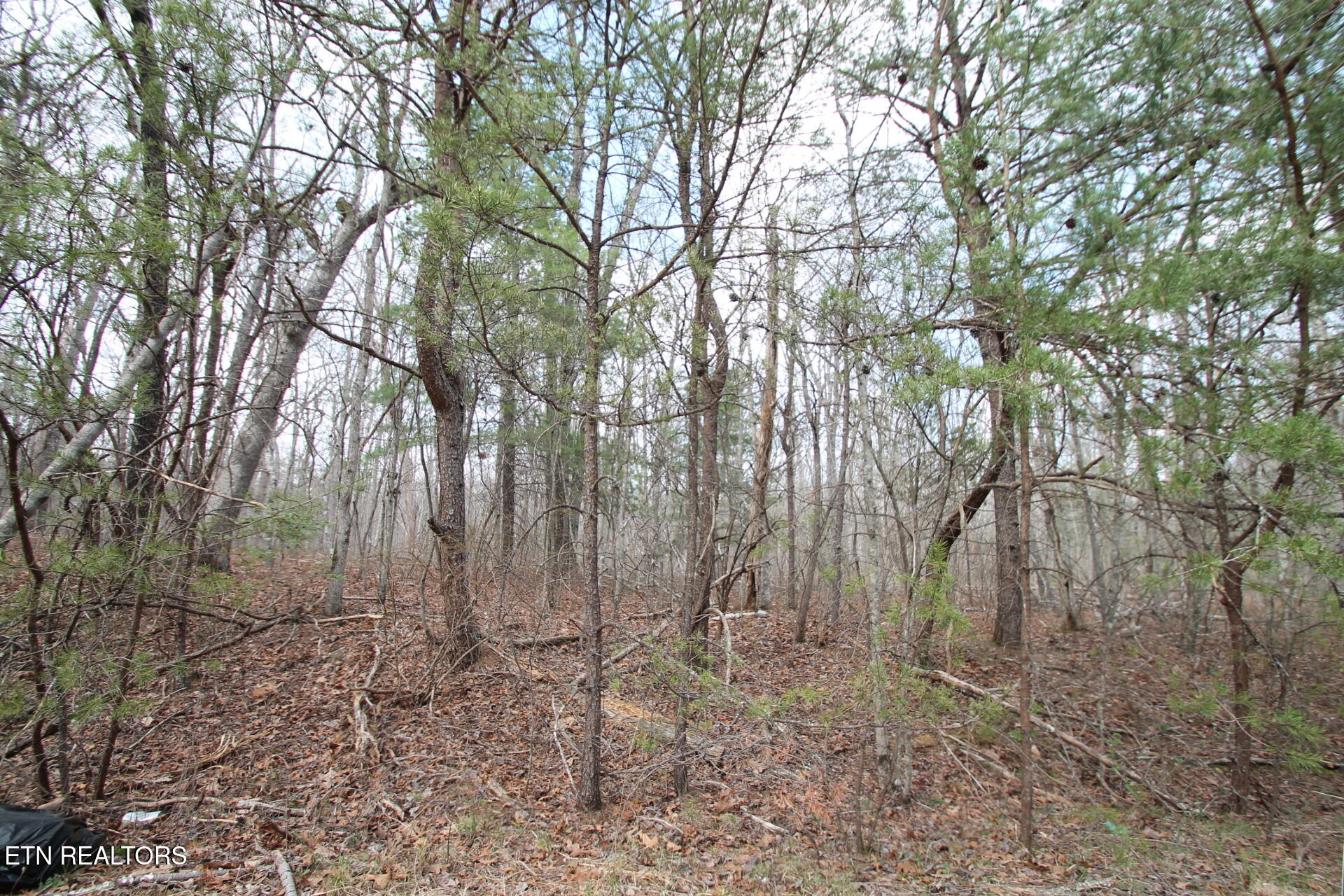 142 Windcrest Road Fairfield Glade, TN 37723 - Photo 3 of 4 wooded
