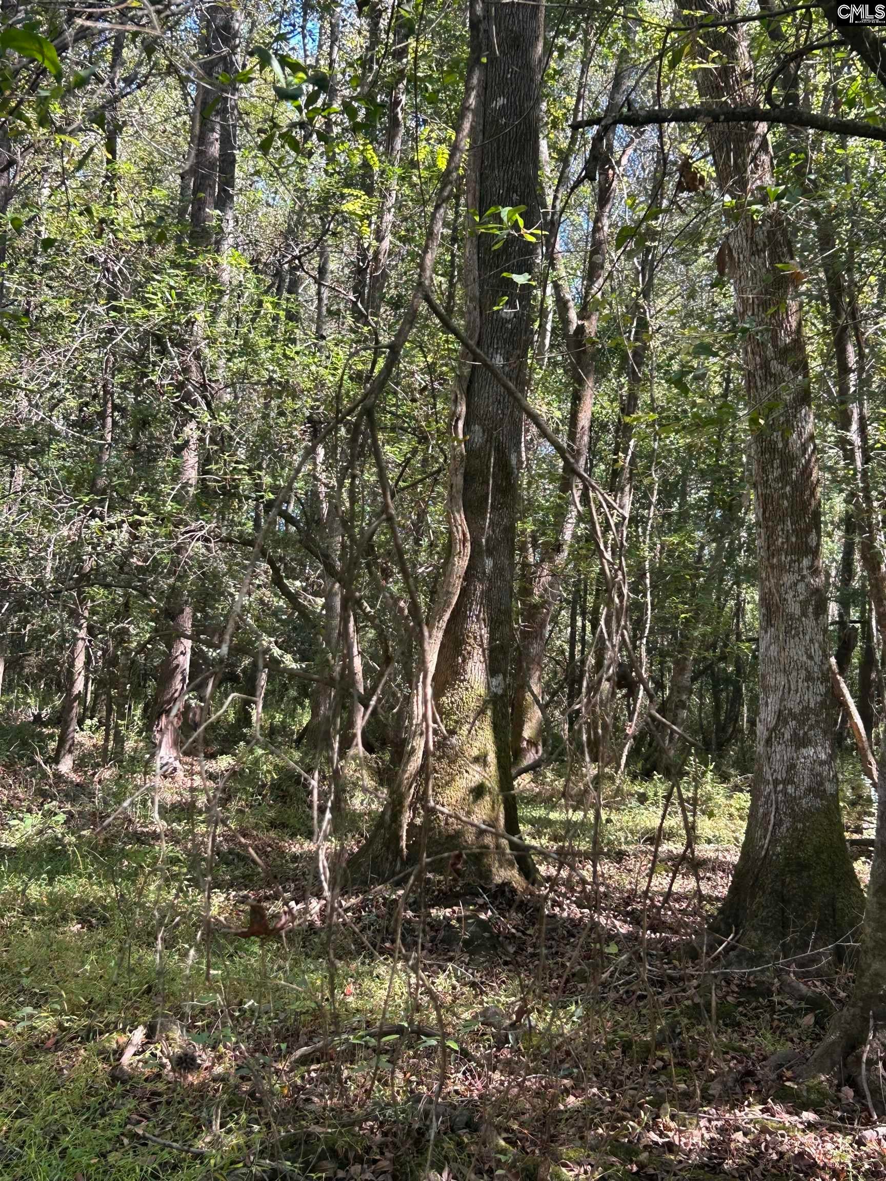 0 Swamp Rabbit Road Leesville, SC 29070 - Photo 25 of 55 Gallery Image 25