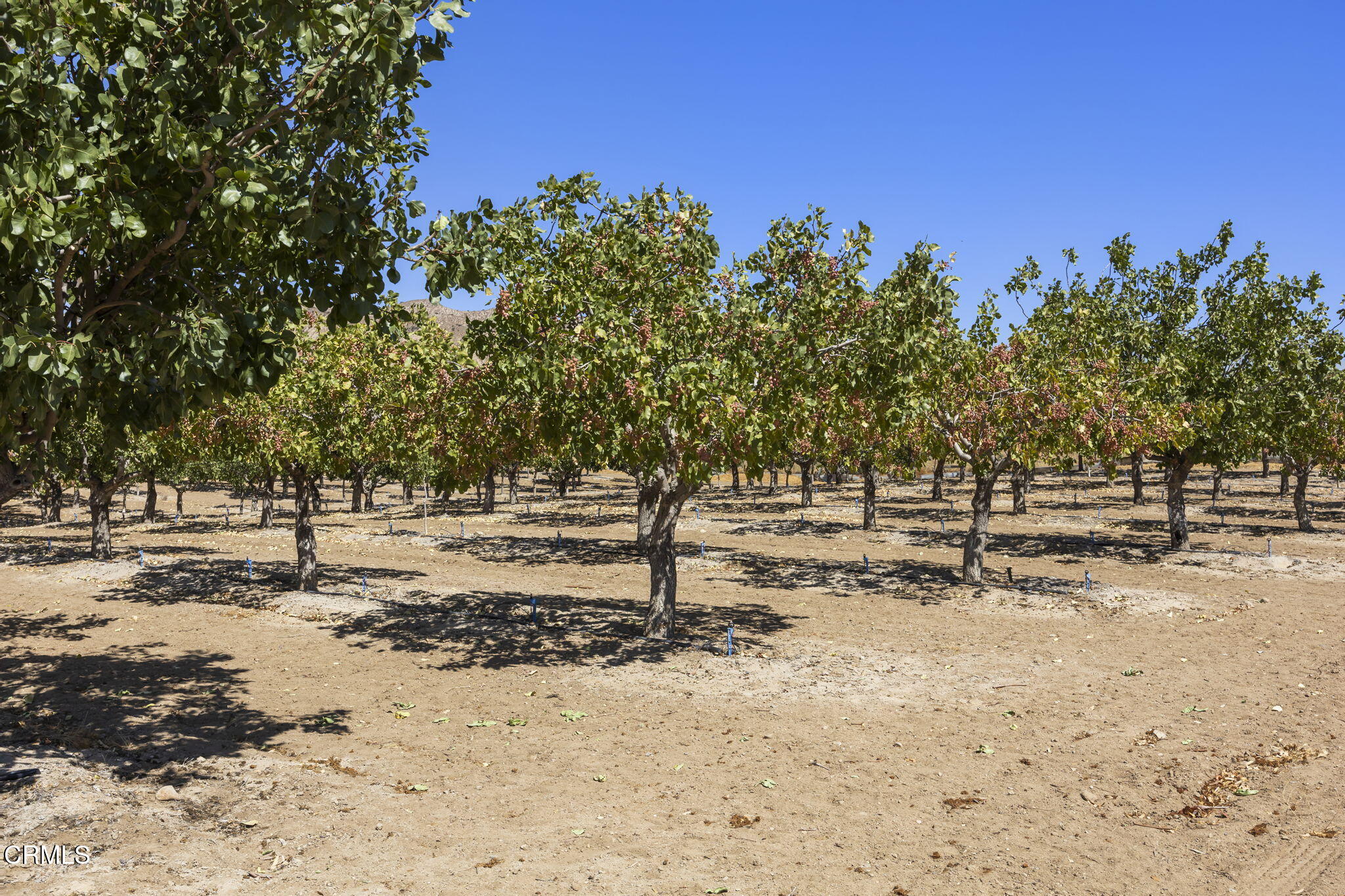 115 Quatal Canyon Road Maricopa, CA 93252 - Photo 49 of 61 59-web-or-mls-Upmarketmedia_115Qua-221