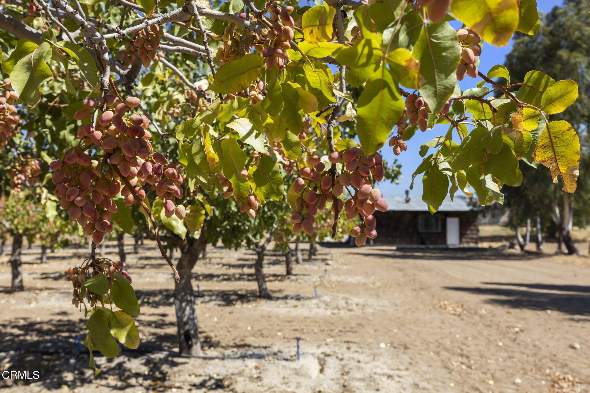 115 Quatal Canyon Road Maricopa, CA 93252 - Photo 50 of 61 60-web-or-mls-Upmarketmedia_115Qua-224