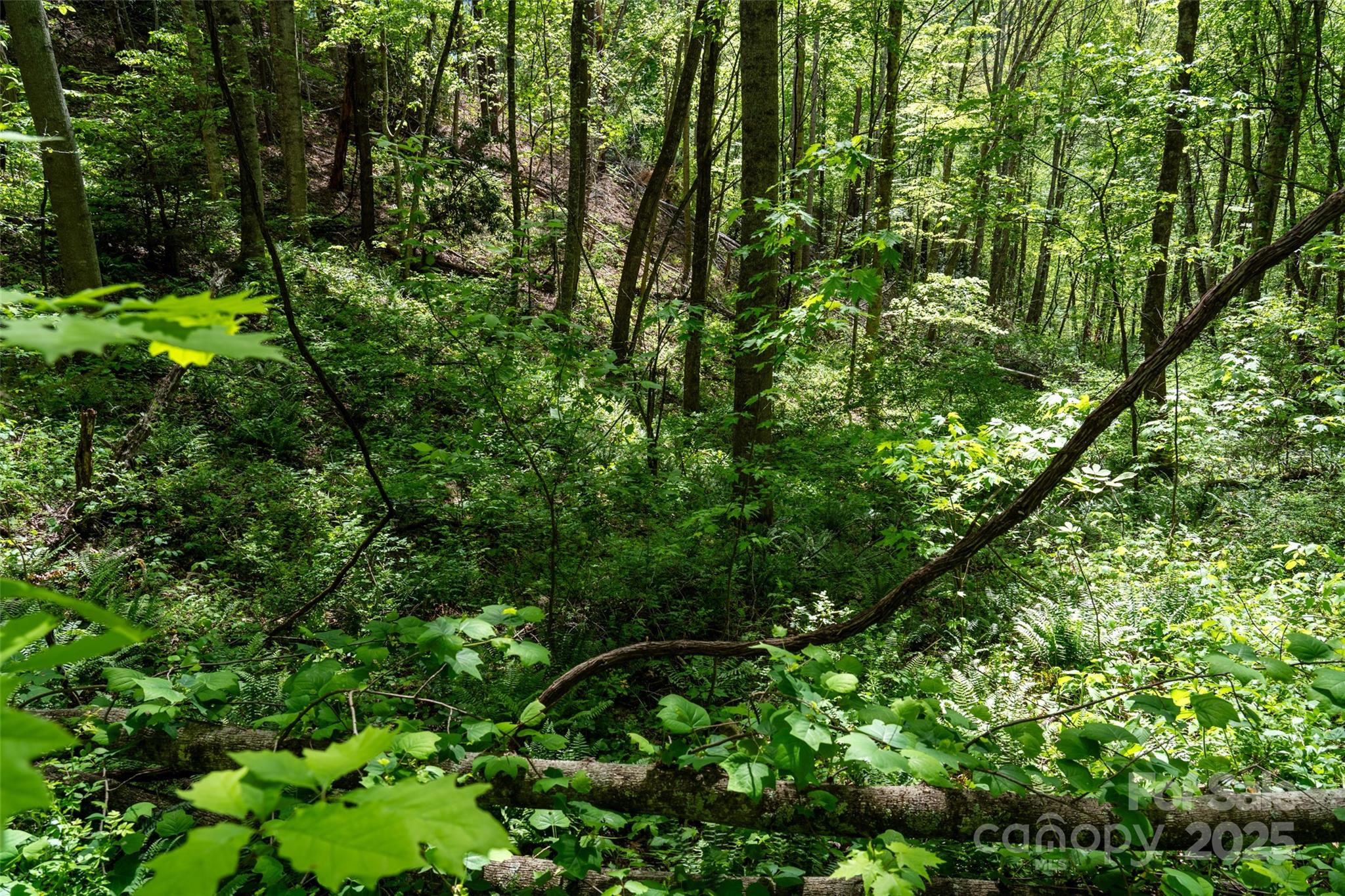 72 Lonesome Pnes Road Clyde, NC 28721 - Photo 12 of 25 a backyard of a house with lots of green space