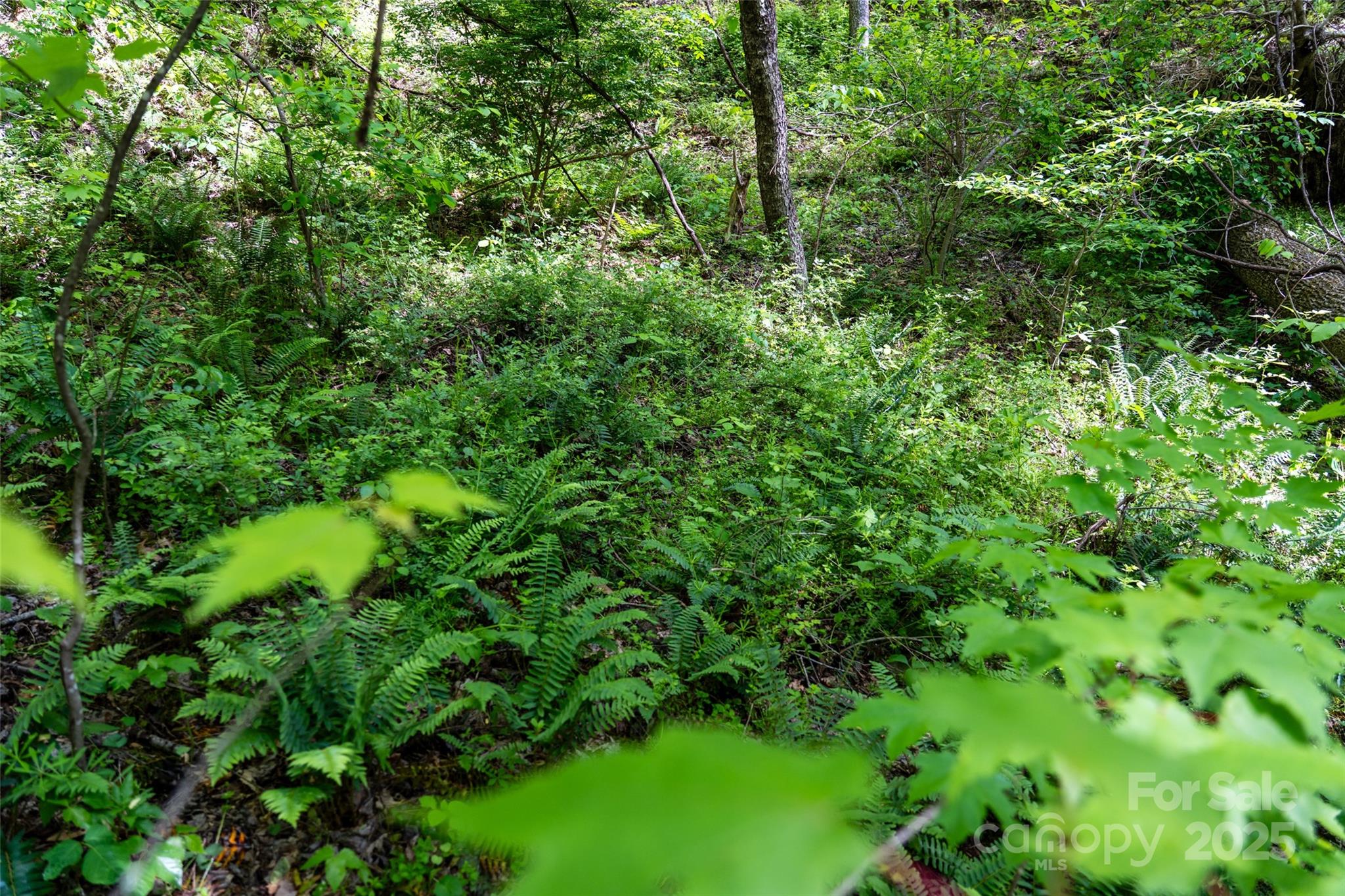 72 Lonesome Pnes Road Clyde, NC 28721 - Photo 13 of 25 a view of a lush green forest