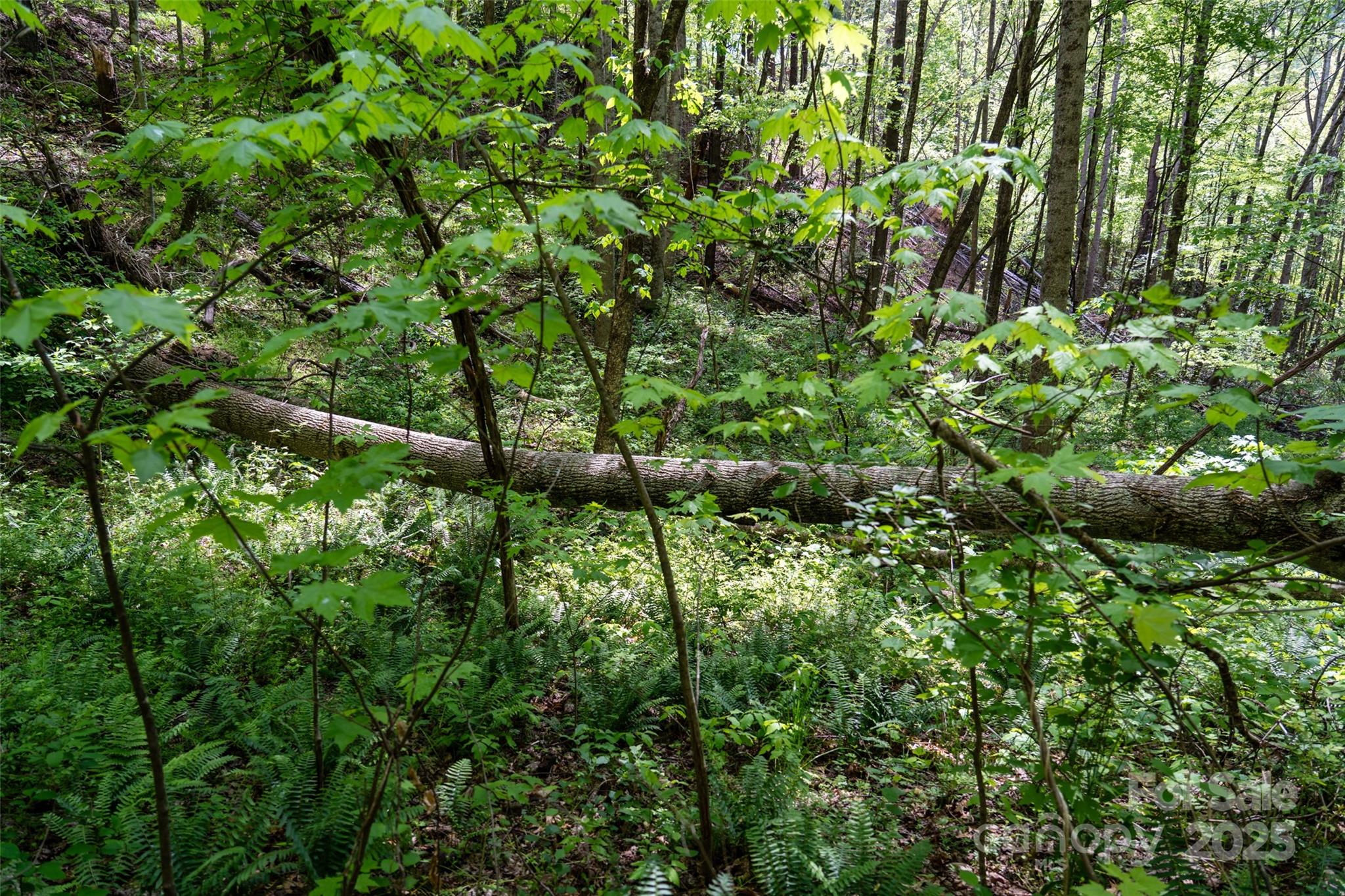72 Lonesome Pnes Road Clyde, NC 28721 - Photo 14 of 25 a view of bushes and tree