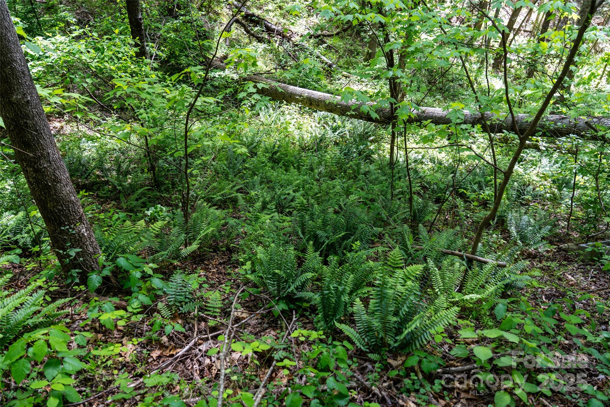 72 Lonesome Pnes Road Clyde, NC 28721 - Photo 15 of 25 a view of a lush green forest