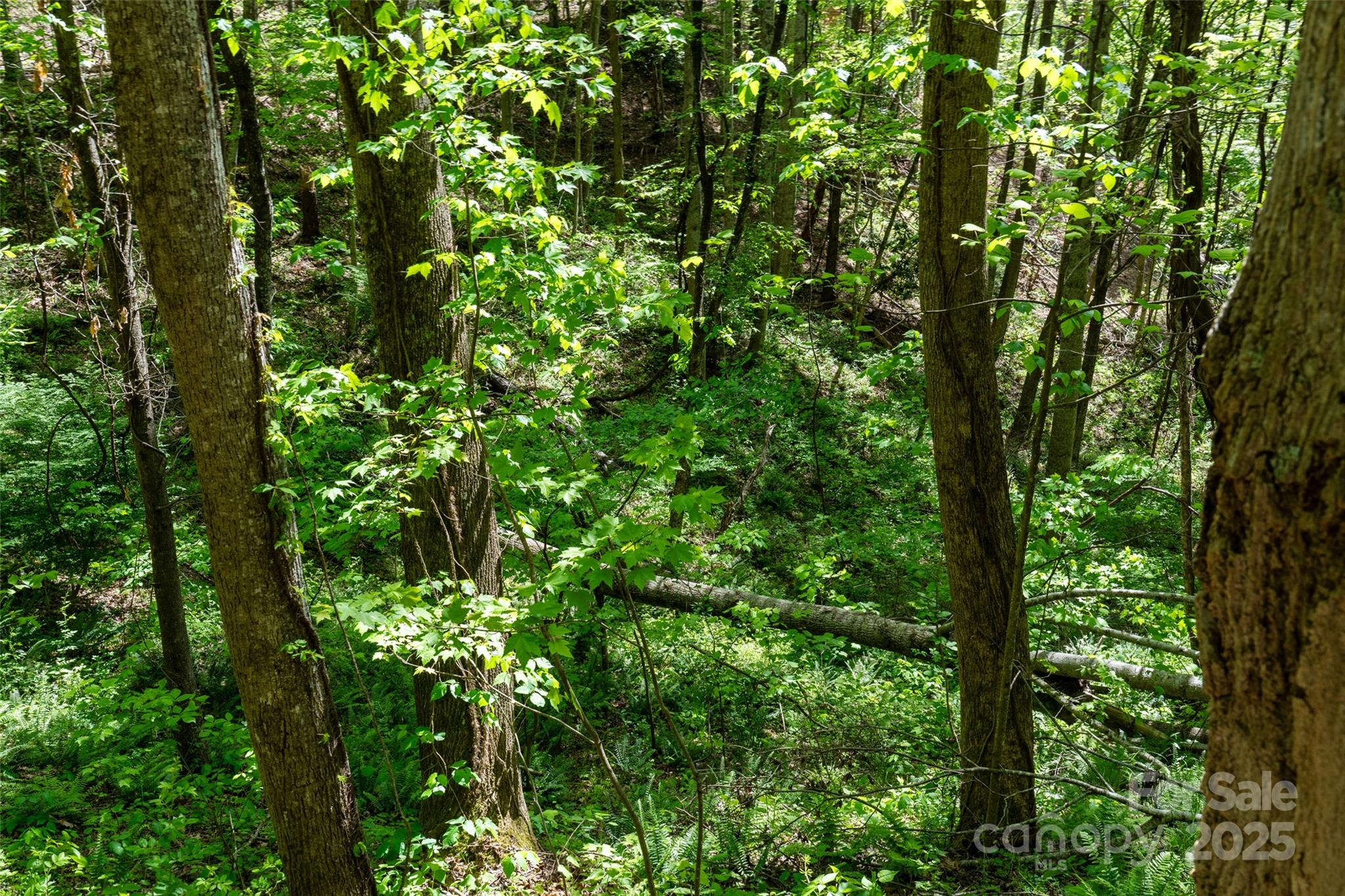 72 Lonesome Pnes Road Clyde, NC 28721 - Photo 17 of 25 a view of a lush green forest
