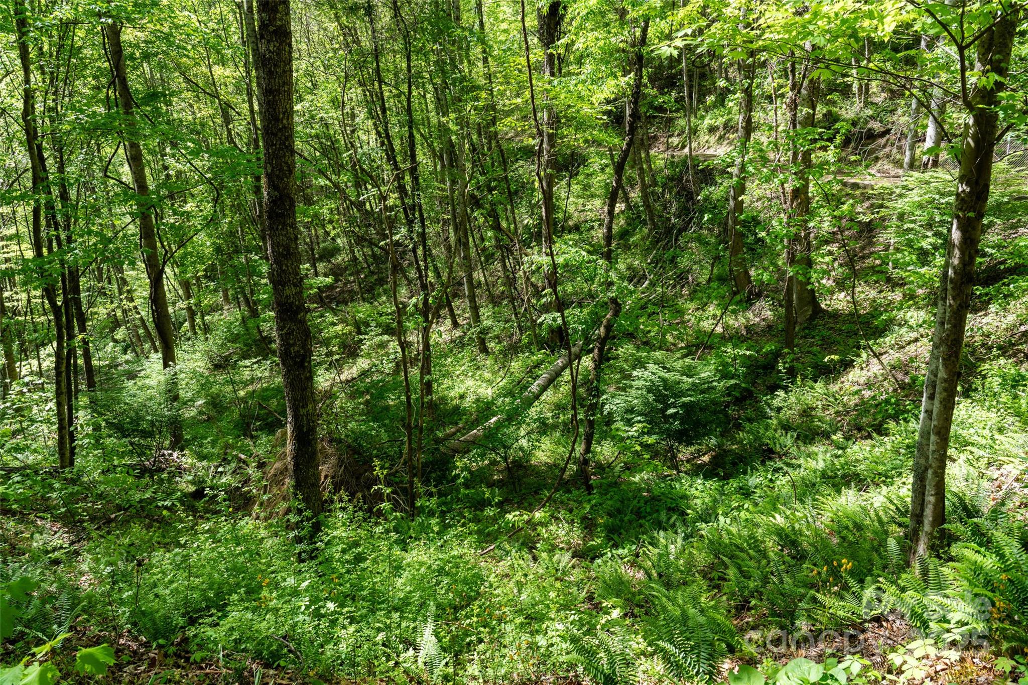 72 Lonesome Pnes Road Clyde, NC 28721 - Photo 18 of 25 a view of a lush green forest