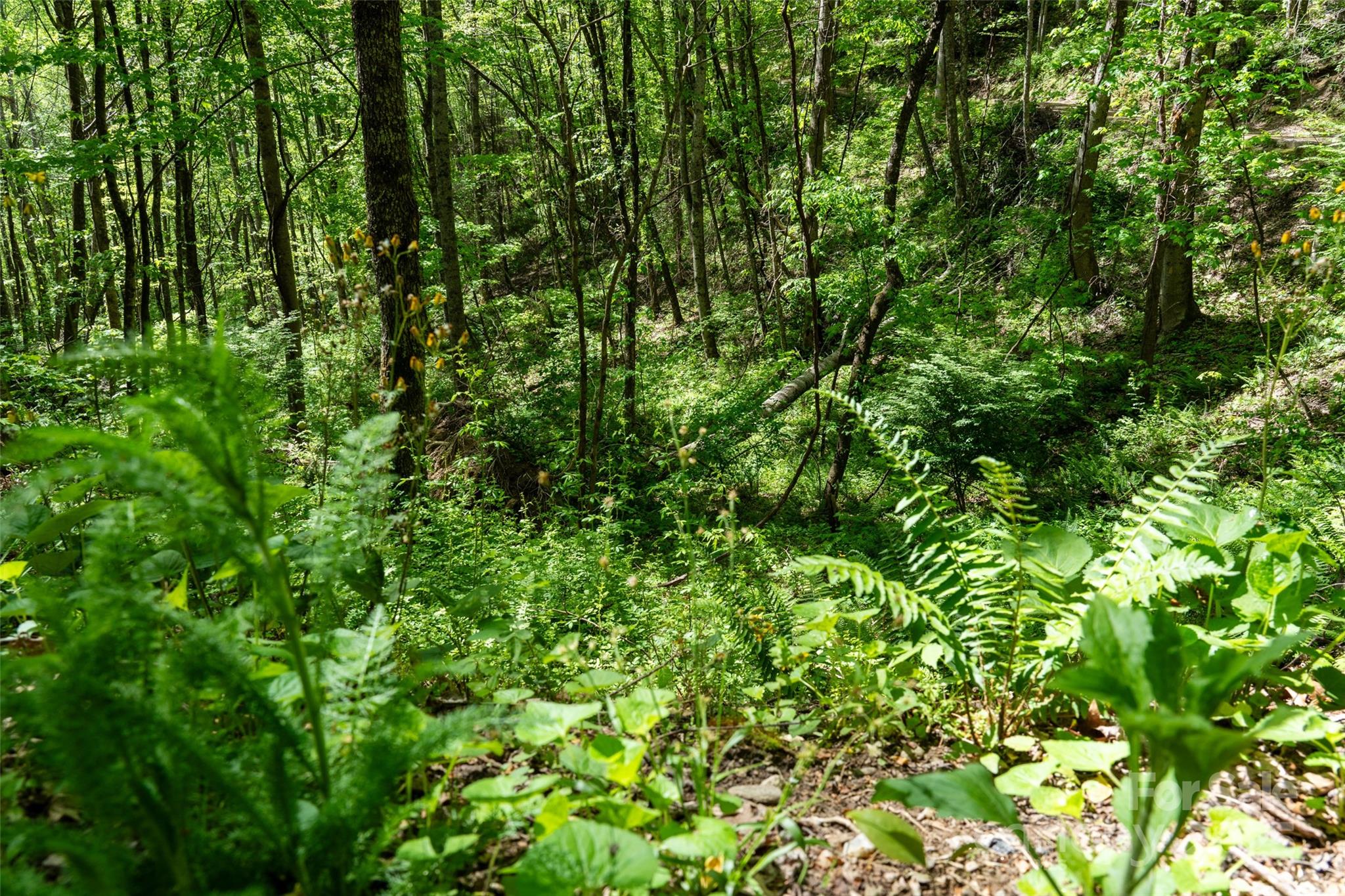 72 Lonesome Pnes Road Clyde, NC 28721 - Photo 19 of 25 a view of a lush green forest