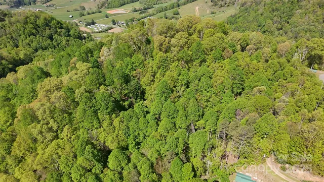 a view of a big yard with plants and large trees