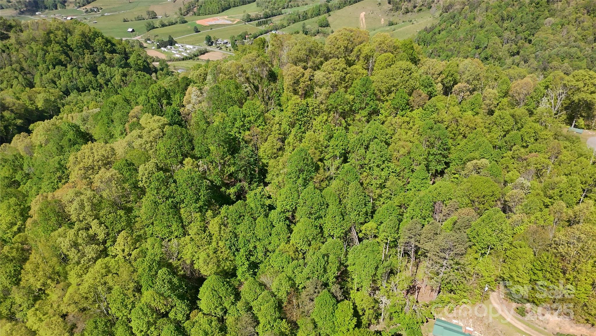 72 Lonesome Pnes Road Clyde, NC 28721 - Photo 24 of 25 a view of a big yard with plants and large trees