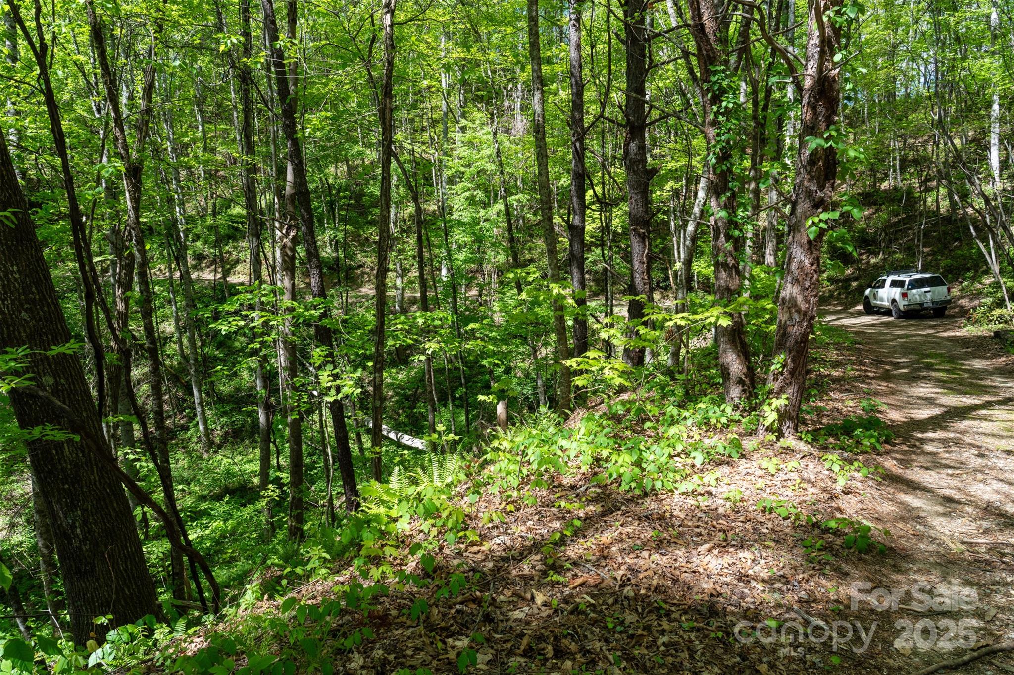 72 Lonesome Pnes Road Clyde, NC 28721 - Photo 8 of 25 a view of a yard with plants and large trees