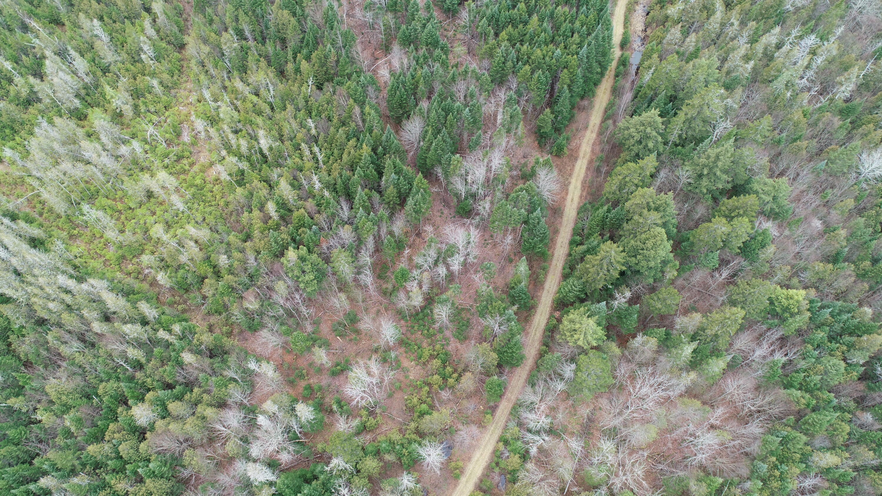 Lot 2 Off Bangor Road Houlton, ME 04730 - Photo 9 of 44 DJI_0361