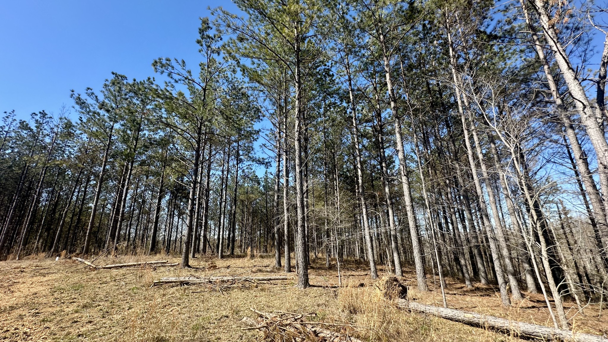 173 Seiber Ridge Road Hohenwald, TN 38462 - Photo 11 of 15