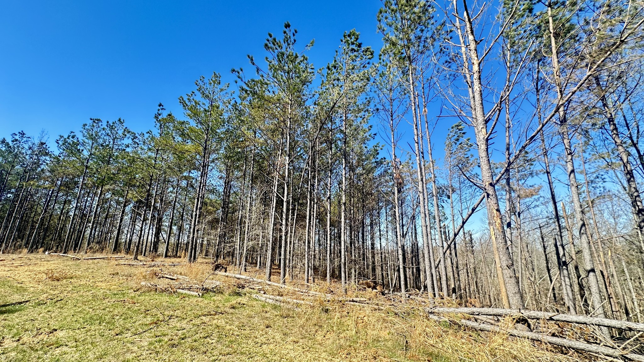 173 Seiber Ridge Road Hohenwald, TN 38462 - Photo 12 of 15