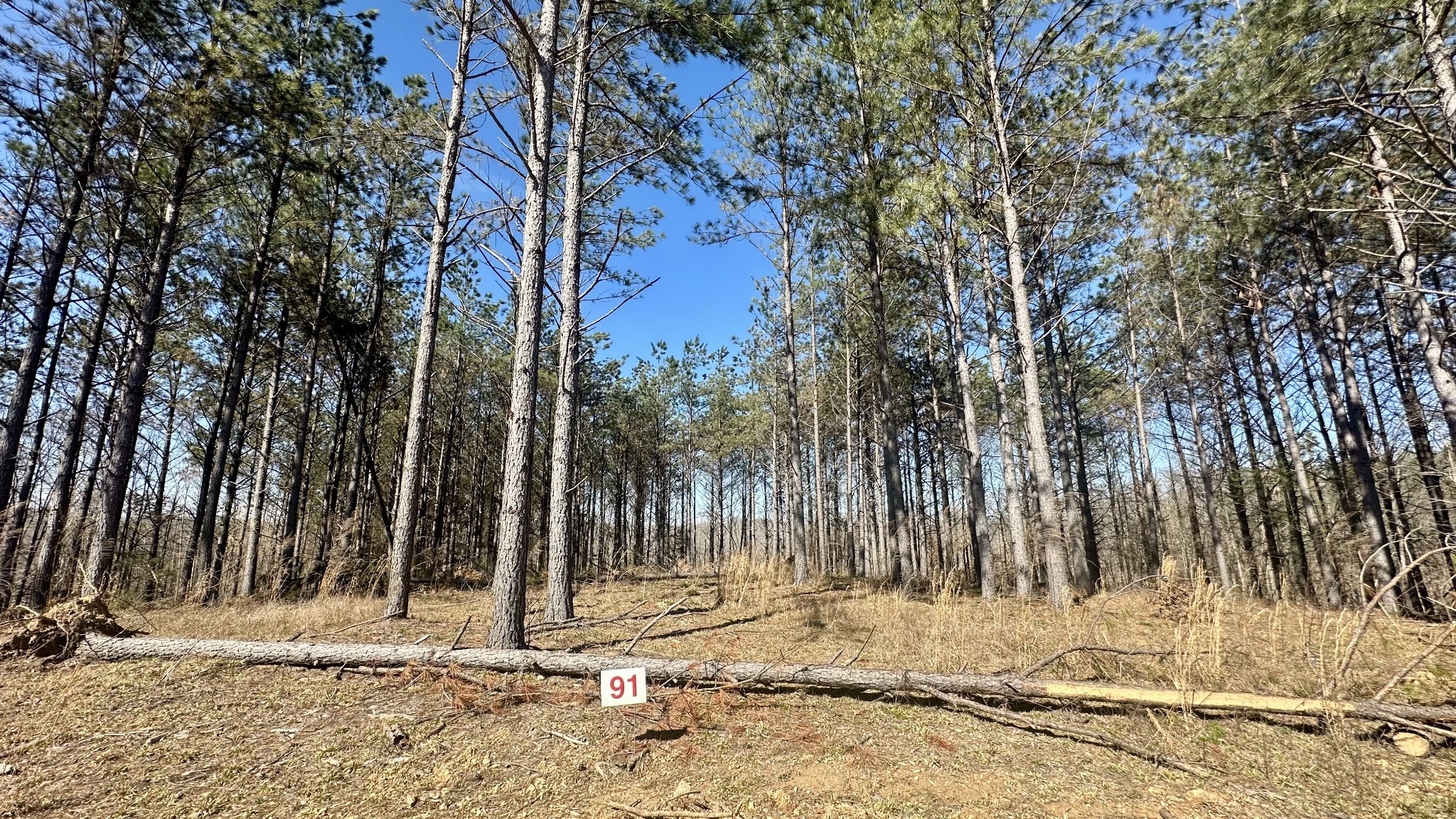 173 Seiber Ridge Road Hohenwald, TN 38462 - Photo 2 of 15