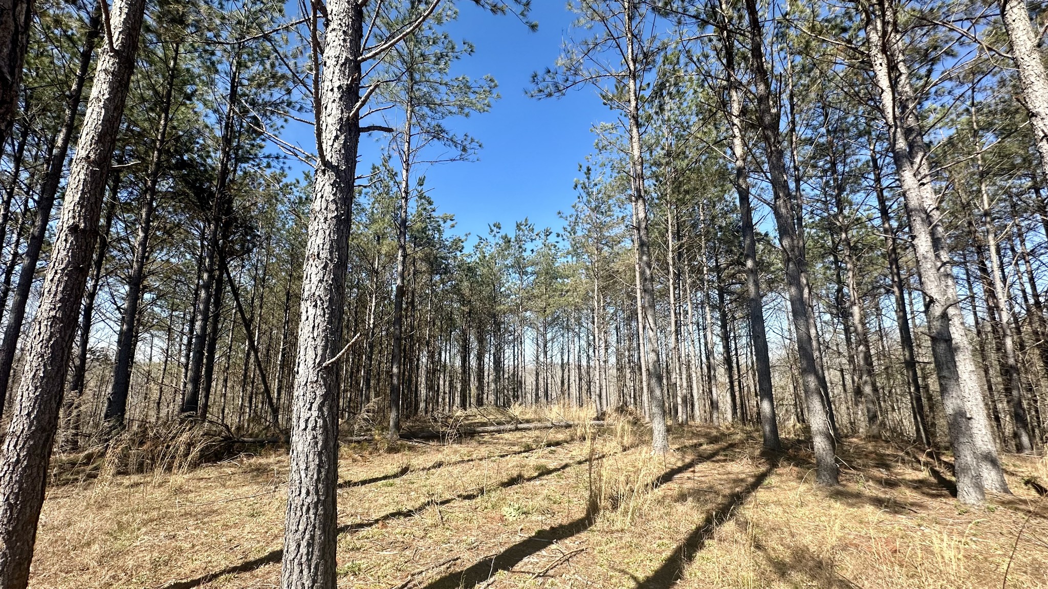 173 Seiber Ridge Road Hohenwald, TN 38462 - Photo 3 of 15