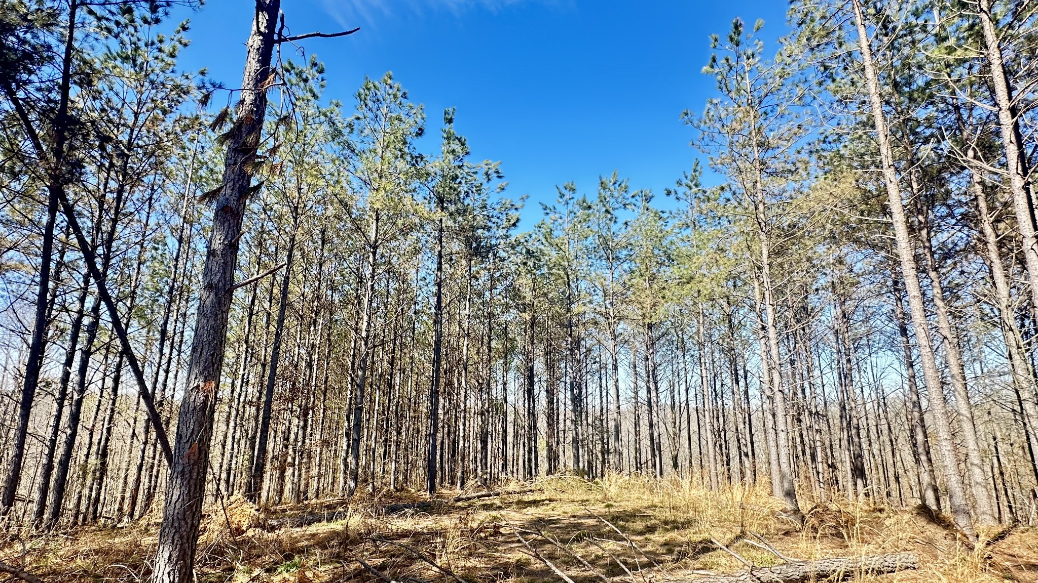 173 Seiber Ridge Road Hohenwald, TN 38462 - Photo 4 of 15