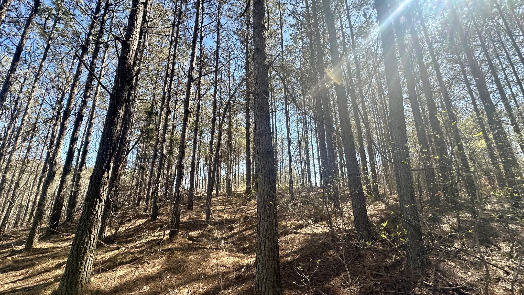 173 Seiber Ridge Road Hohenwald, TN 38462 - Photo 5 of 15