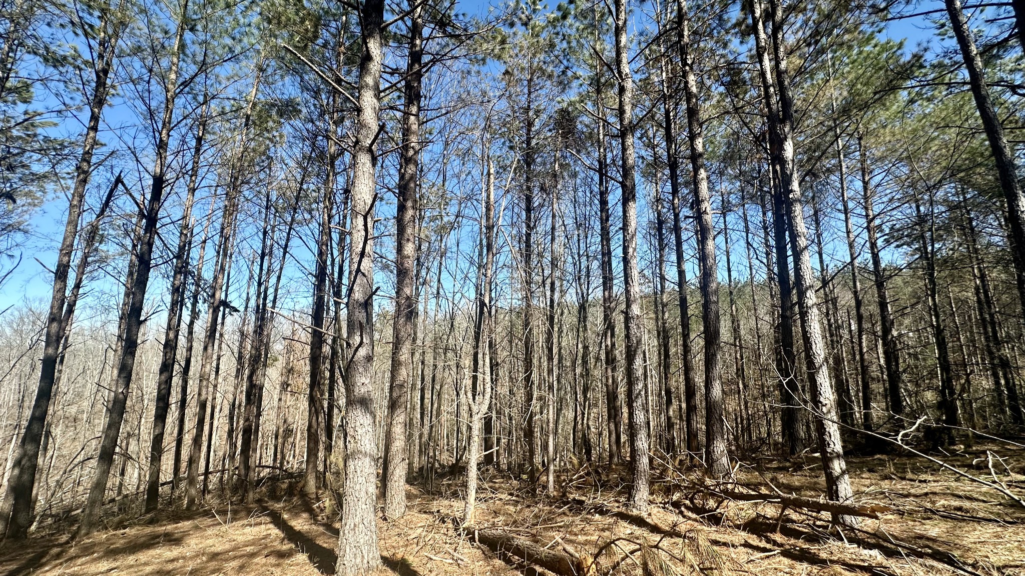 173 Seiber Ridge Road Hohenwald, TN 38462 - Photo 6 of 15