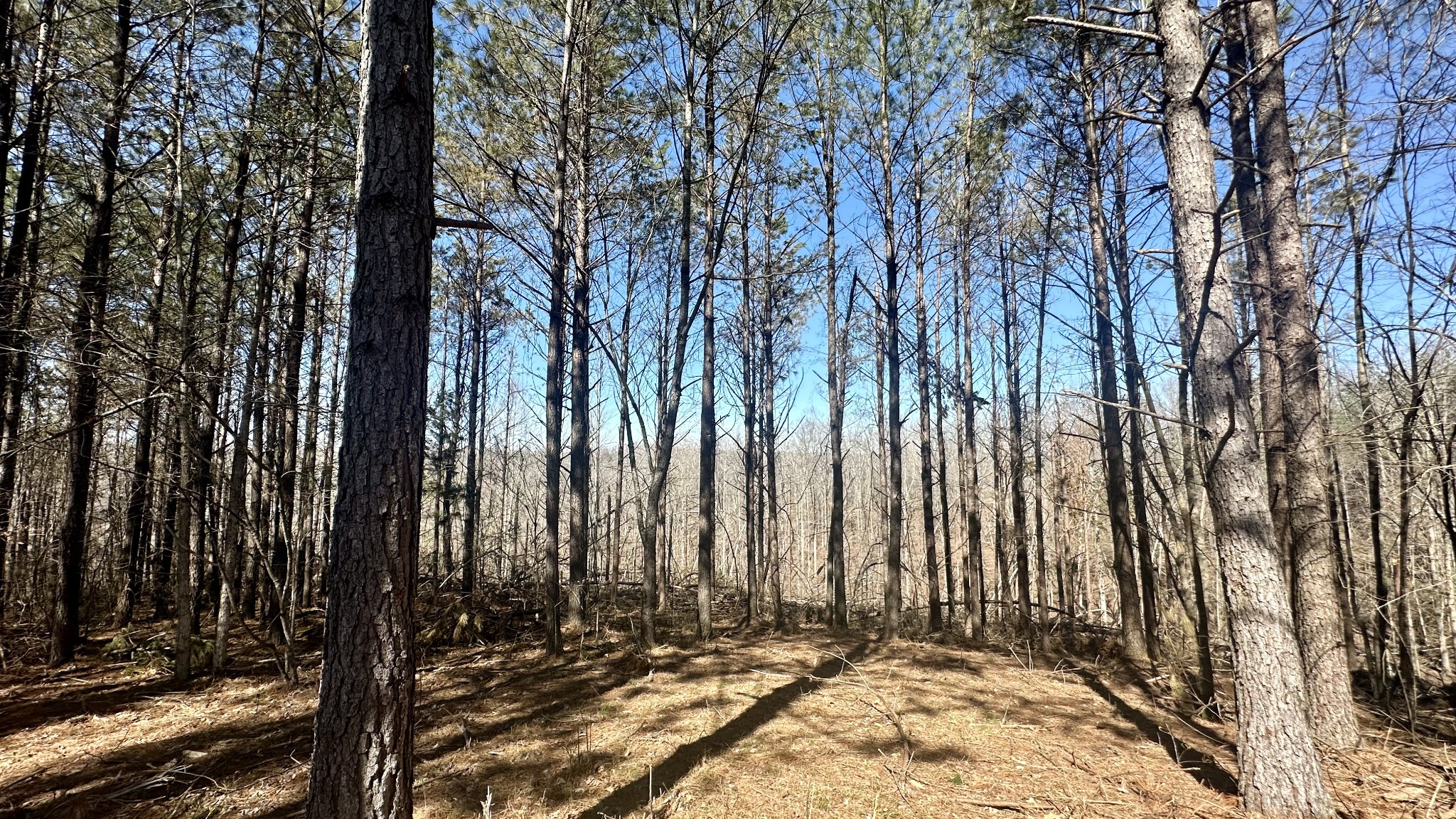 173 Seiber Ridge Road Hohenwald, TN 38462 - Photo 7 of 15