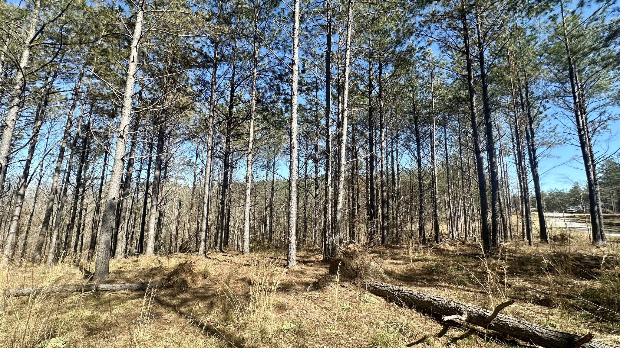 173 Seiber Ridge Road Hohenwald, TN 38462 - Photo 8 of 15