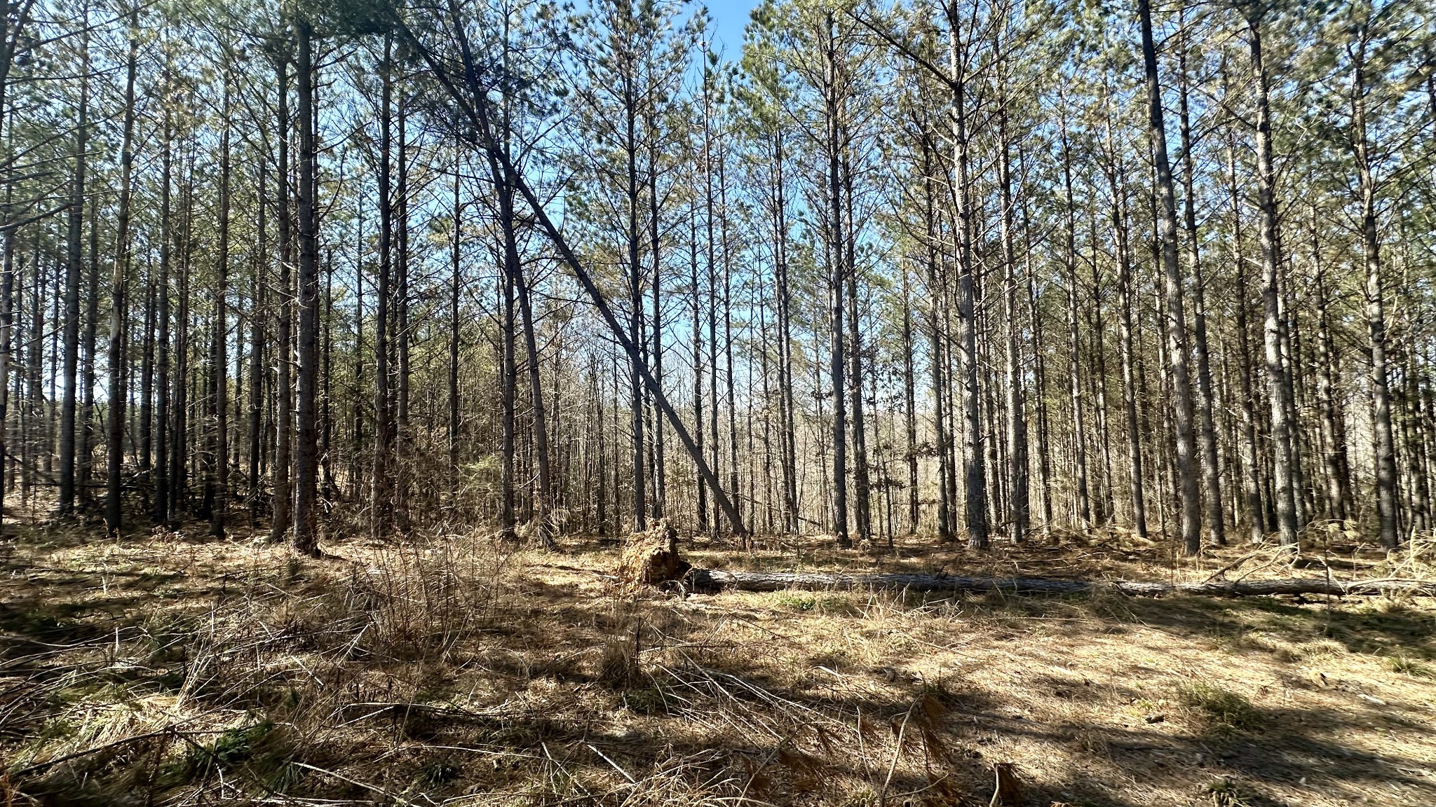 173 Seiber Ridge Road Hohenwald, TN 38462 - Photo 9 of 15