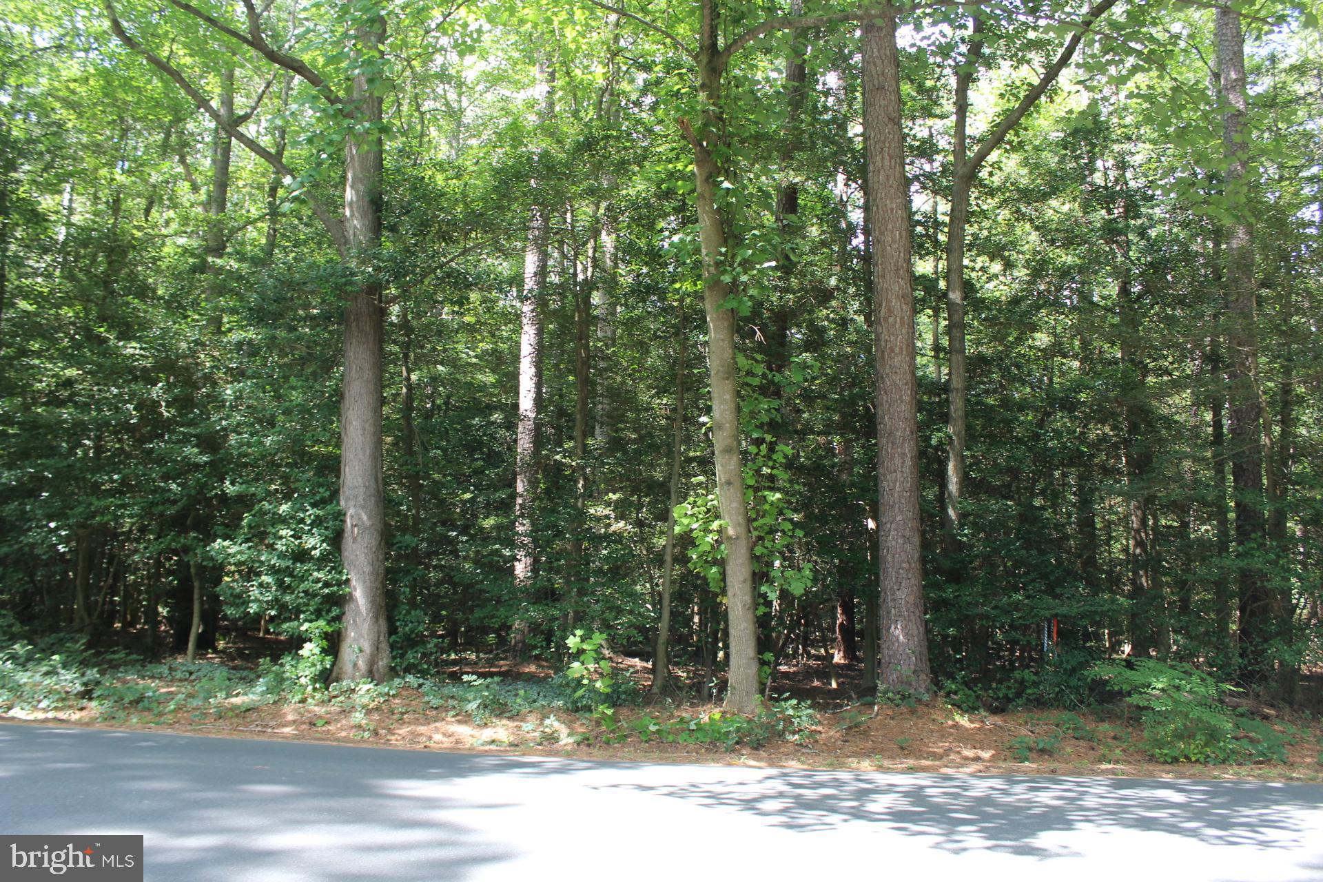 Lot 2-parcel Jackson Road Salisbury, MD 21804 - Photo 1 of 12 a view of a sink in a forest