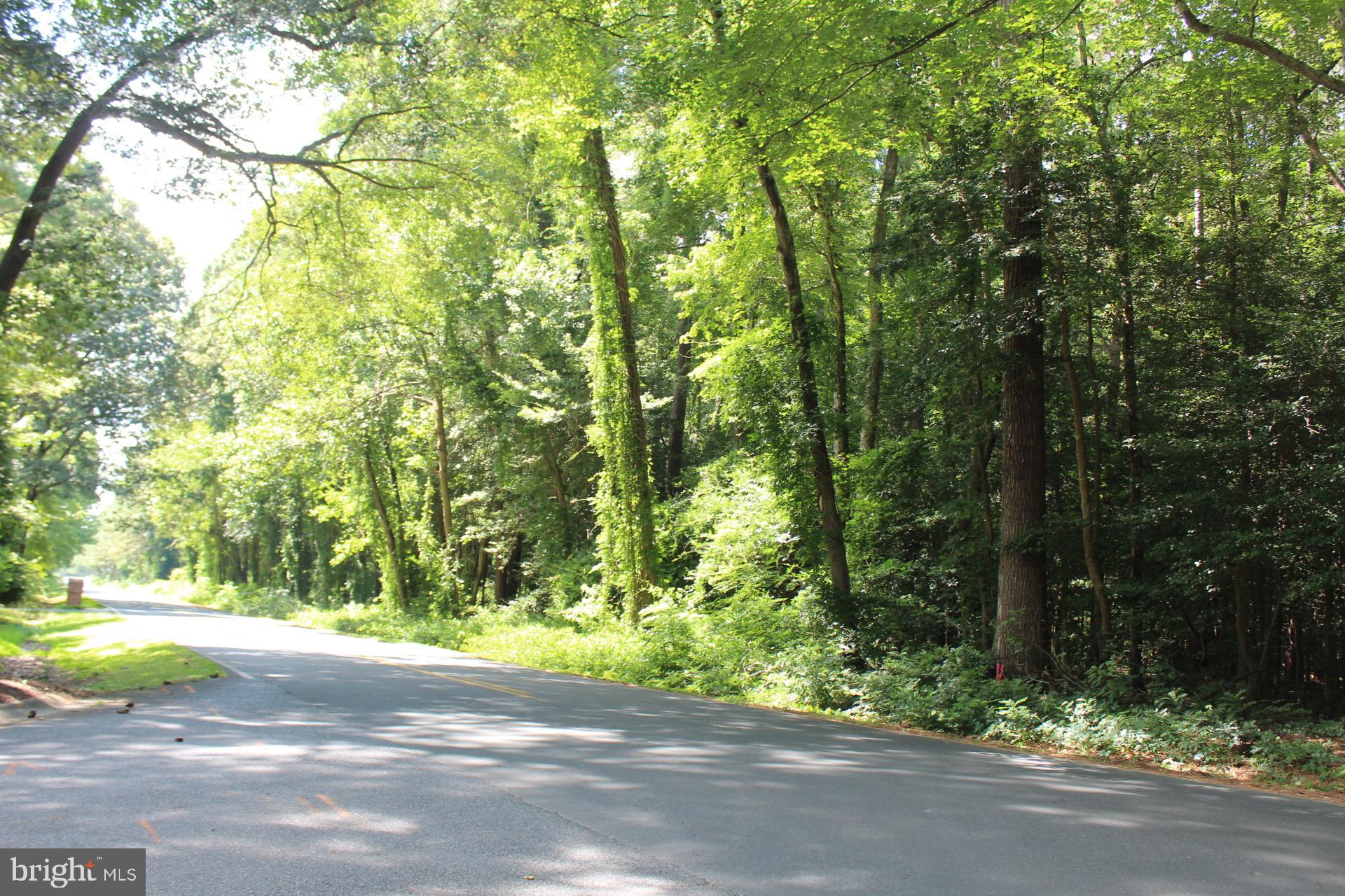 Lot 2-parcel Jackson Road Salisbury, MD 21804 - Photo 4 of 12 a view of a yard with plants and large trees