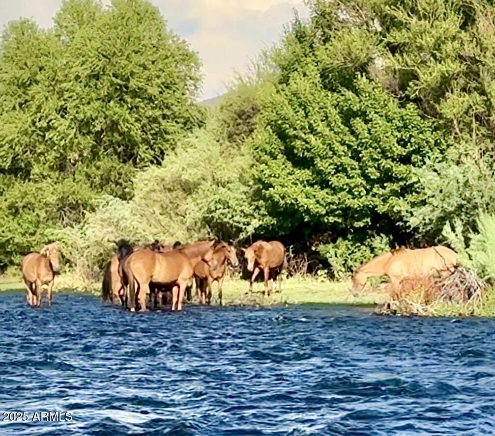 22433 East Cattle Drive Queen Creek, AZ 85142 - Photo 57 of 62 Salt River