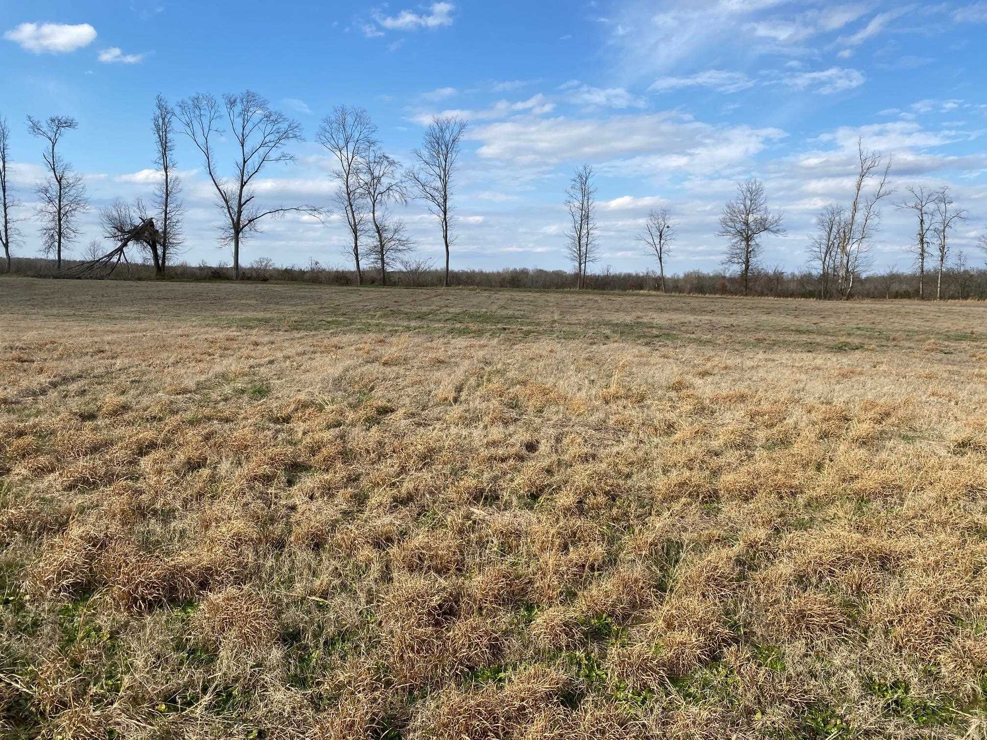 Lot 47 Cravens Road Savannah, TN 38372 - Photo 3 of 14 a view of a yard