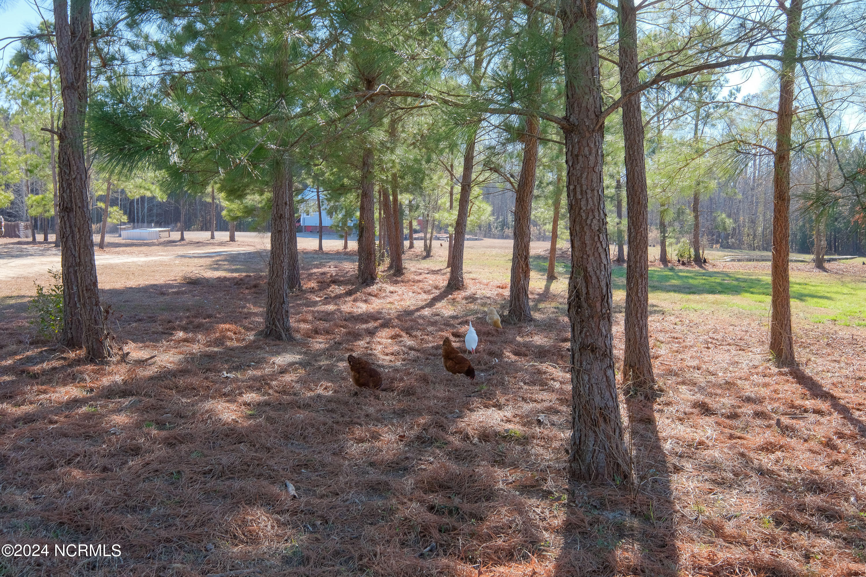 251 Cowpen Neck Road Edenton, NC 27932 - Photo 53 of 61 36-chickens and house