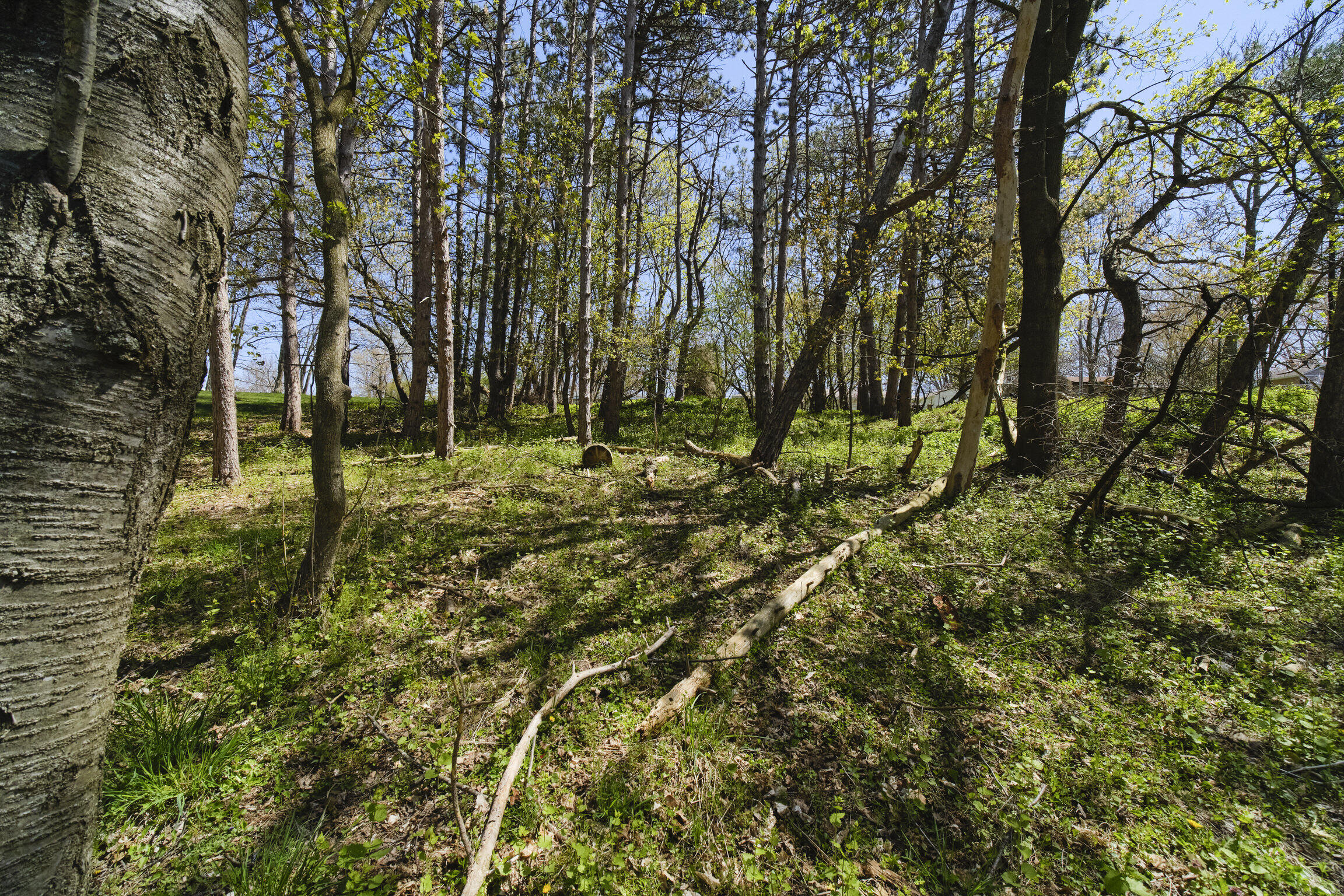 1187 Maple Road Manistee, MI 49660 - Photo 54 of 58 Back woods
