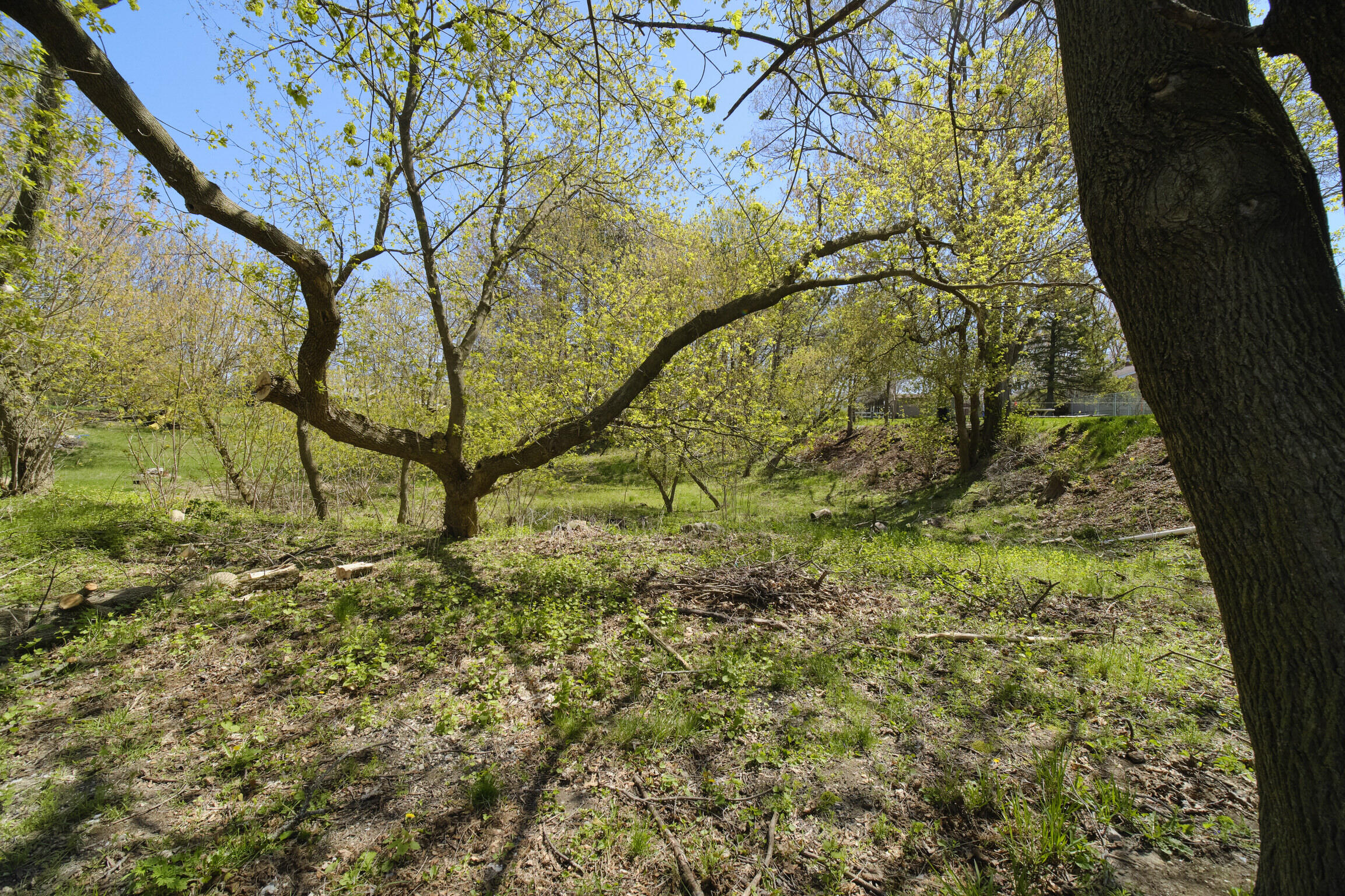 1187 Maple Road Manistee, MI 49660 - Photo 57 of 58 Back Woods