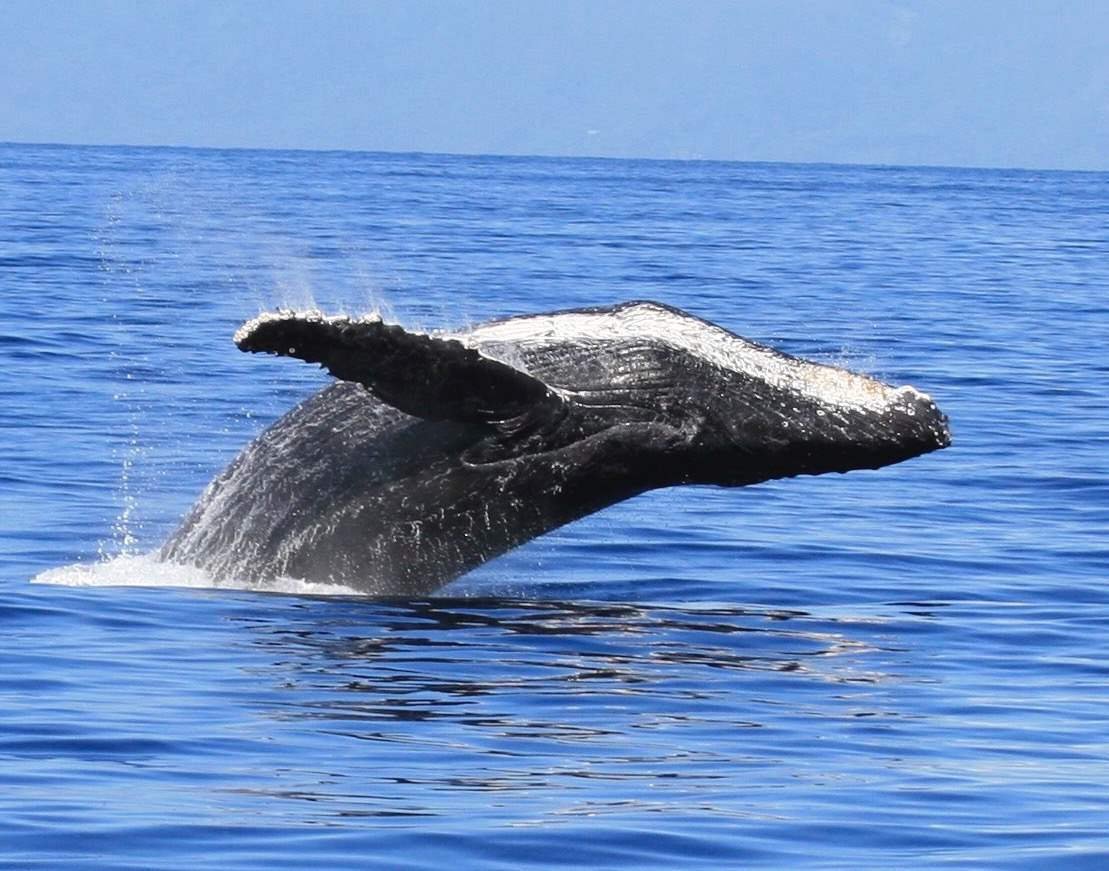 3543 Lower Honoapiilani Road, Unit B405 Lahaina, HI 96761 - Photo 18 of 30 a view of towel hanging in floor