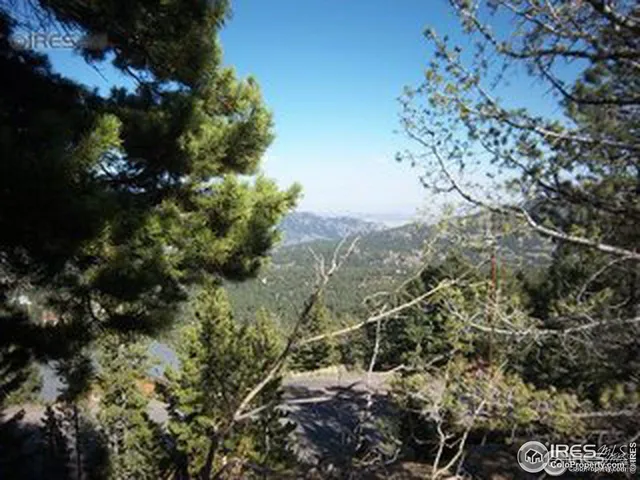 a view of a forest with a tree
