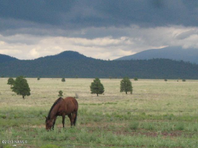 Parks horse stormy day