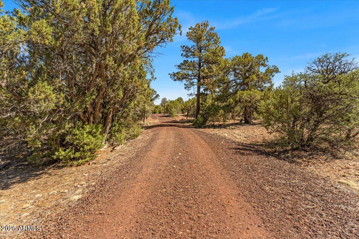 1853 Woolford Road Show Low, AZ 85901 - Photo 11 of 14 a view of dirt yard with a large tree