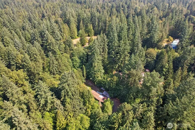 a view of a forest with a tree