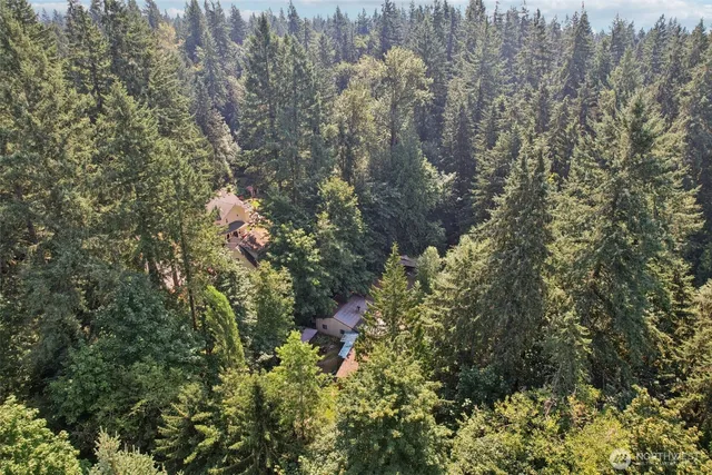 a view of a forest with a tree