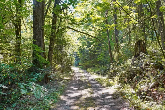 a view of a forest with trees