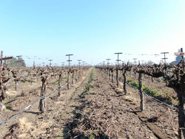 $575,000 | 3155 West Woodbridge Road, Lodi, CA 95242