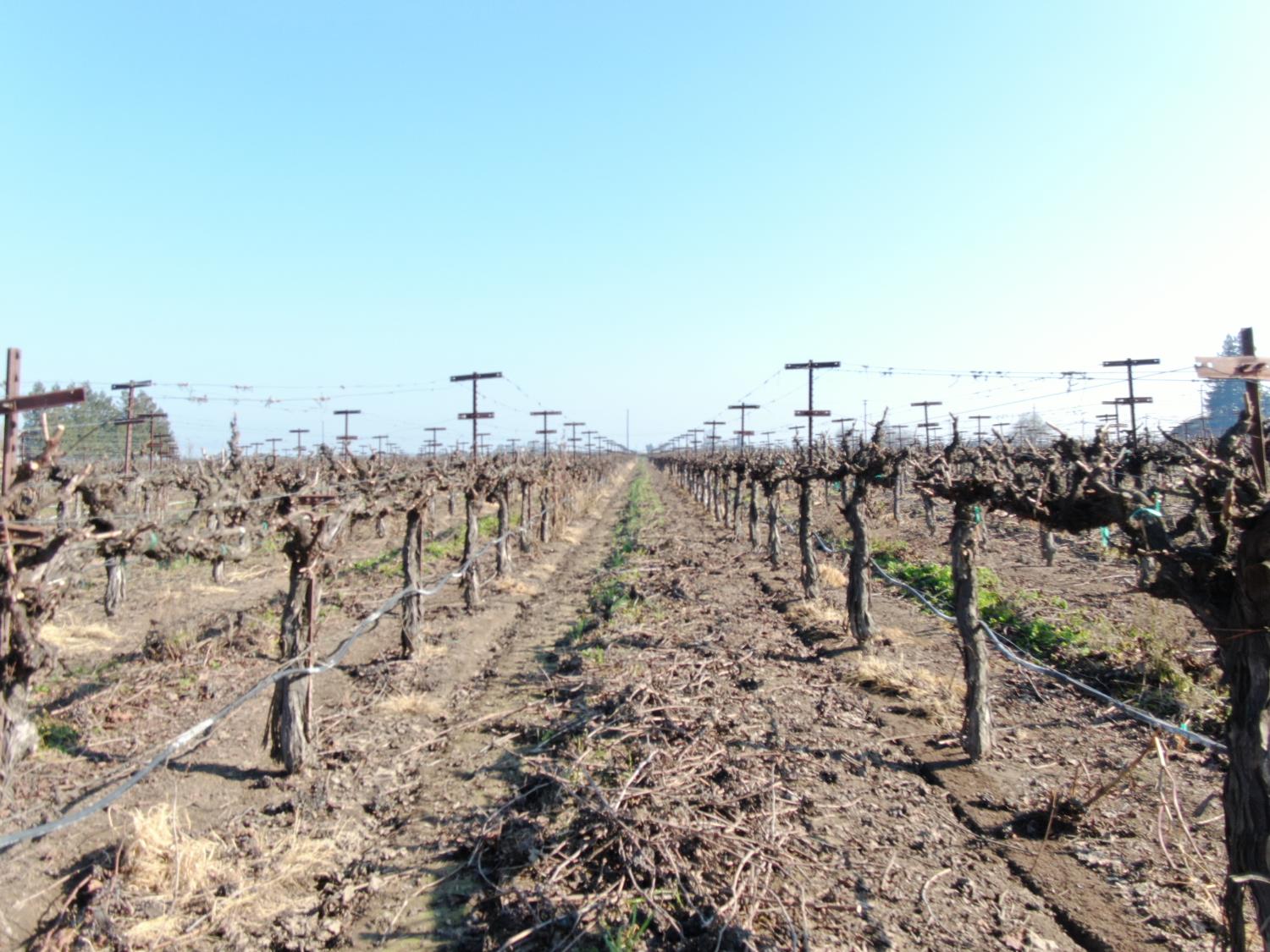 3155 West Woodbridge Road Lodi, CA 95242 - Photo 7 of 7