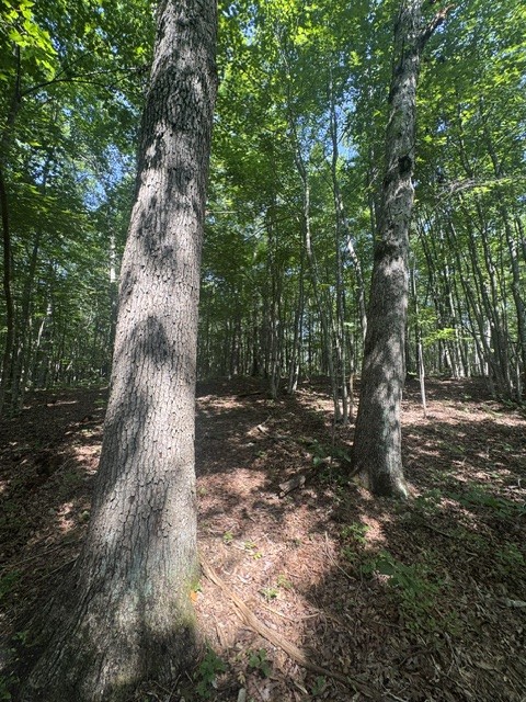 0 Parkstown Road Wilder, TN 38589 - Photo 11 of 18 Gallery Image 11