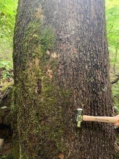 Some large timber