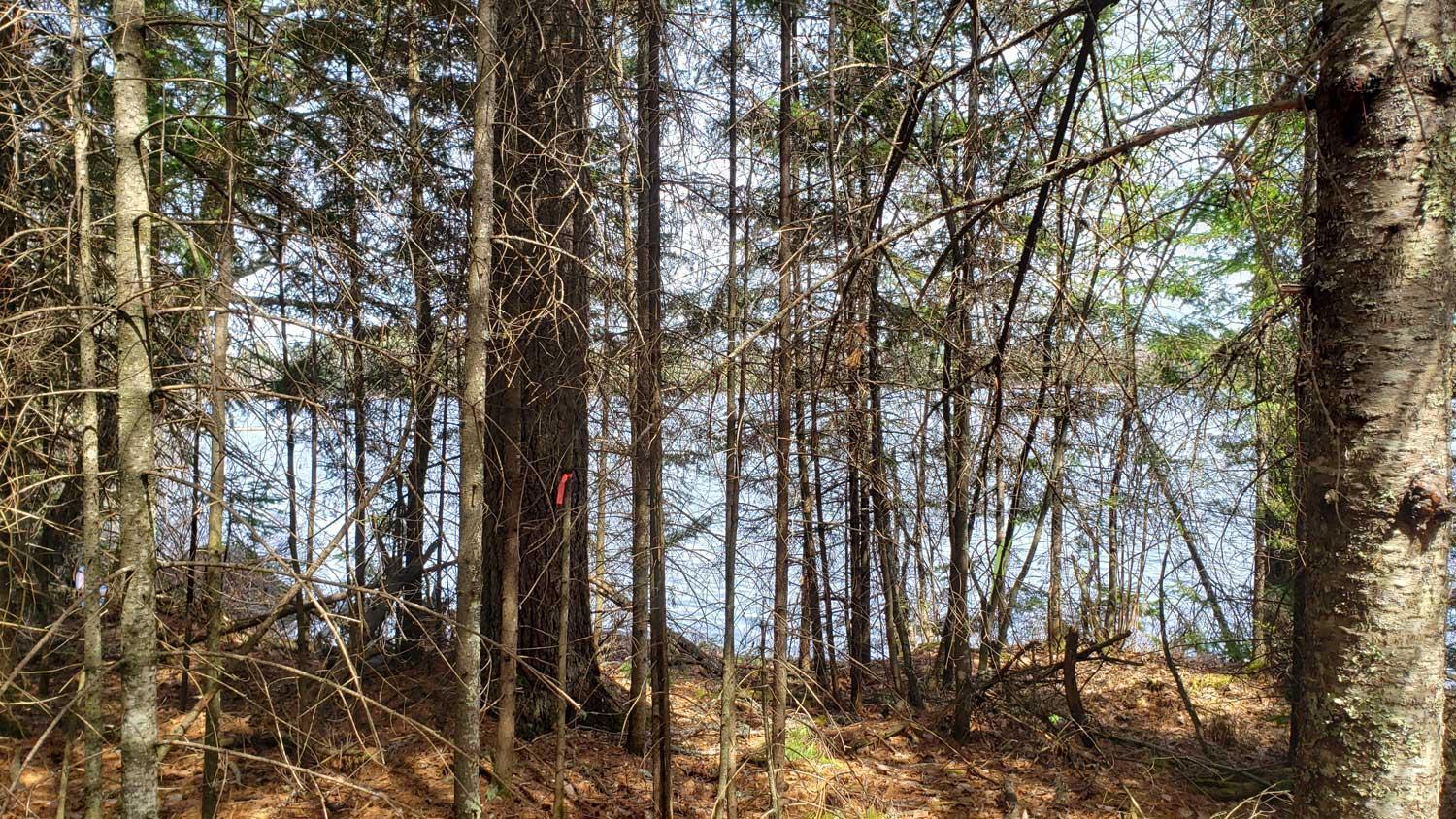 Tbd Tbd Muskego Point Orr, MN 55771 - Photo 5 of 10