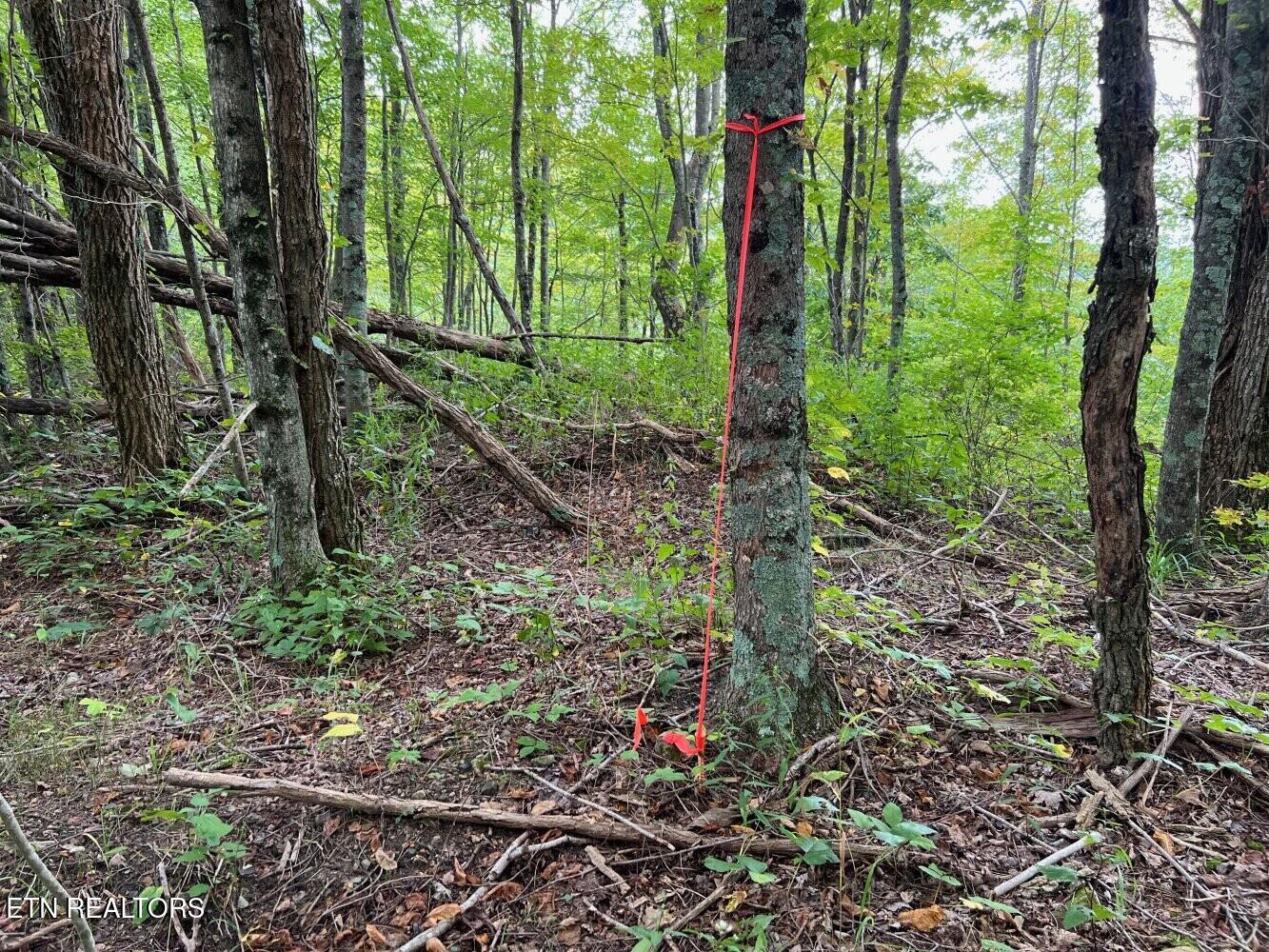 816 Sandy Gap Road Newcomb, TN 37819 - Photo 15 of 17 659a8d71f37f5