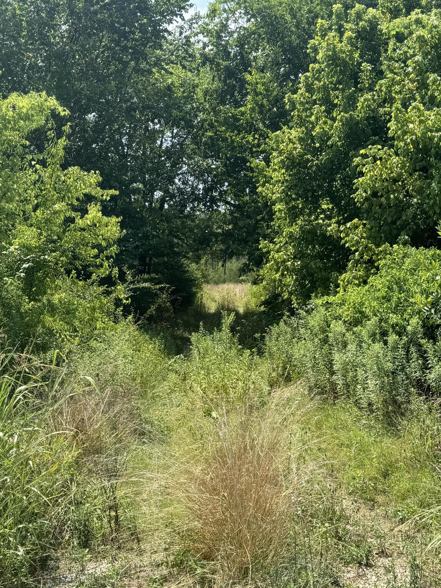 0 Fitch Road Ten Mile, TN 37880 - Photo 1 of 11 IMG_1205